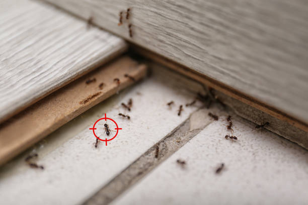 Best Exterminator Services  in St Clairsville, OH